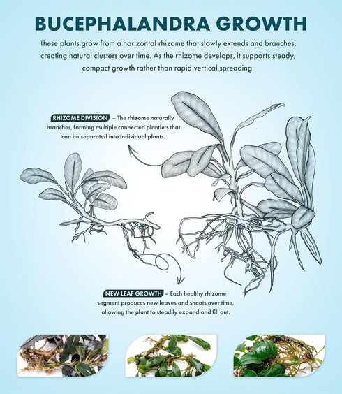 #2 (3-5 SubstrateSource Bucephalandra Titan Live Aquarium Plant - Natural Freshwater Fish Tank Decorations, Aquatic