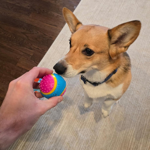 SPOT 5 2.5-inch Sensory Ball for Soft Chewers - Stimulates All Senses, Bell & Squeaker Sounds, Raised Nubs Clean Teeth