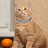Weewooday 4 Pieces Rhinestones Cat Collars with Bell, Breakaway Pet Accessories in Soft Velvet, 4 Colors (S, Pink, Red,