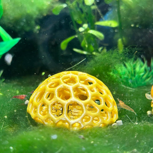 Aquarium Shrimp Dome Shelter - Honey Gold Cherry Shrimp Hide