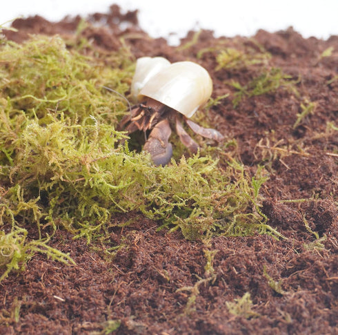 Begeterday 3PCS, 2PCS 15oz 1PCS 3.5oz Hermit Crab Accessories Include Coco Coir Brick, Moisture-Retaining Substrate