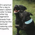 TEEMERRYCA Adjustable Microfiber Leather Spiked Studded Dog Collars with Squeak Ball Gift for Small Medium Large Pets