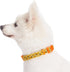 Blueberry Pet Essentials 10 Patterns Busy Bees Designer Adjustable Dog Collar, Small, Neck 12"-16"