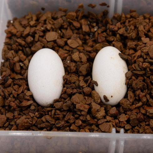 Pangea Hatch Premium Reptile Egg Incubation Substrate, 1 lb, Package May Vary