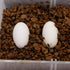 Pangea Hatch Premium Reptile Egg Incubation Substrate, 1 lb, Package May Vary