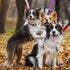 Azuza 3 Pack Nylon Dog Leashes, Strong & Durable Basic Style with Easy Collar Hook, Multiple Lengths for Small Dogs
