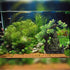 Tfwadmx Aquarium Buddha Statue Decoration, Resin Furniture Ornament for Underwater Landscape