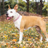 BINGPET Dog Leather Collar, Adjustable Real Split Leather Studded Pet Collar, Durable for Small Medium Large Dogs, Pink