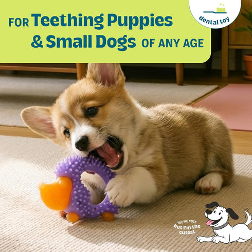 5" 3.5" 1" Cutie Chewies Hedgehog Dental Dog Chew Toy Multi-Textured, Massages Gums, Floats & Bounces for Teething