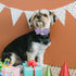 Lavender Corduroy Dog Collars with Bow Tie, Adjustable Safety Metal Buckle for Small Medium Large Dogs, S-Neck 10"-16"