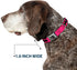 Buckle-Down Seatbelt Buckle Dog Collar - Bat Signal-3 Fuchsia/Black/Fuchsia - 1.5" Wide, Fits 16-23" Neck, Medium