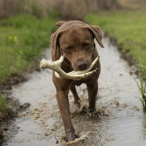 Browning Antler Chew Toy, White