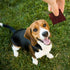 Beef Jerky Dog Treats 15 Oz Pack - All-American Slow Roasted Beef Training Treats - Healthy & Delicious Reward Snack