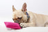 Dingo Dog Tug Toy with Handle, Dog Bite Pillow for Tug of War, Colorful Cotton, Size S, Z30001