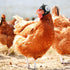 Skylety 8 Pieces Hens Helmet, Chicken Pet Safety Helmet, Funny Bird Hens Hat Headwear for Small Pets (Animal,