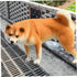 TusaMer Dog Urine Collector, Reusable Telescopic Urine Collector Detachable Collectors for Dog Pregnancy Test, Dogs Pee