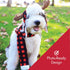Huxley & Kent Pet Scarf - Buffalo Check (Large) - Festive Holiday Accessory for Dogs/Cats