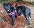 ComfortFlex Sport Harness - American Made No Pull Dog Harness for Large Dogs, Lightweight, Padded