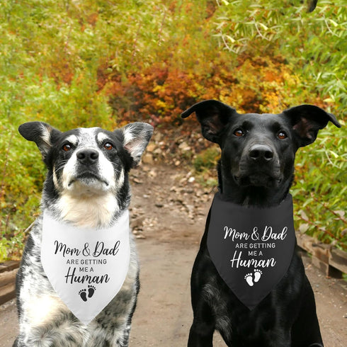 2 Pack Mom & Dad are Getting Me a Human Dog Bandana: Pregnancy Announcement Gender Reveal Photo Prop Pet Scarf