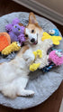 5 Packs Nocciola Squeaky Dog Toy Plushies, Cute Soft Squeak Crinkle Plush Stuffed Durable Pet Animal Chew Puppy Toys