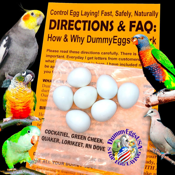 7 Cockatiel Dummy Bird Eggs Stop Brooding Laying! Tricks Your Bird Everytime!