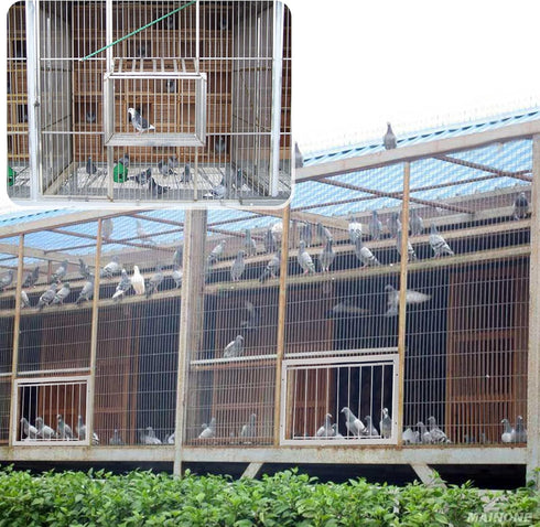 15.7in Pigeon Cage Door, One Way Entrance Bird T-Trap for Racing Pigeon Breeding Supply
