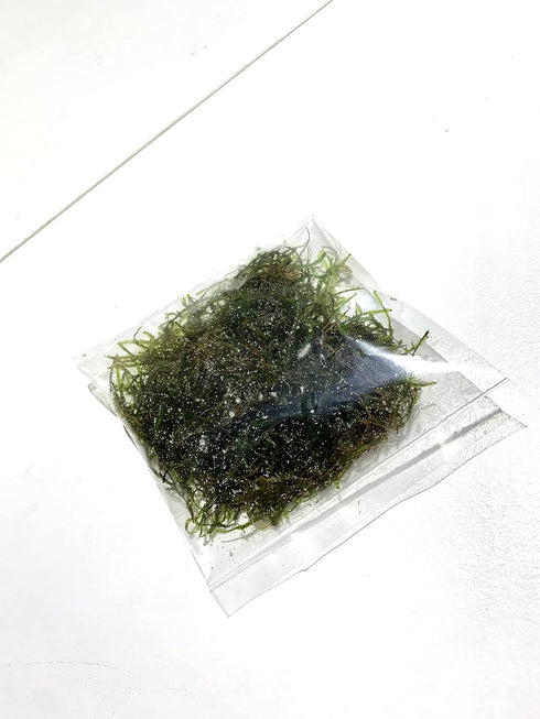 2 1 Marcus Fish Tanks Java Moss Taxiphyllum Barbieri Live Aquarium Moss Aquatic Plants Vesicularia Dubyana Buy G