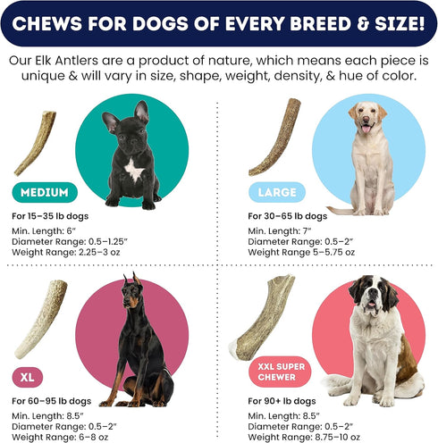 Elk Antler Dog Chew Medium 3-Pack | Grade A Naturally Shed Deer Antlers for Dogs | 6” Whole Elk Antler for 15-35lb Dogs