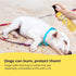Dog Sunscreen - SPF 30+ with Skin Moisturizing Vitamin E and Olive Oil, Safe for All Dogs and Cats, Dog Beach