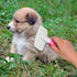 Slicker Brush and Nail Clippers for Dogs, Cats, Essential Grooming Tools for Claw Care and Trimming