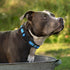 Mile High Life Dog Collar, Nylon Reflective, Light Weight for Medium Dogs, Blue