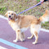 Hyhug Pets 24 Inches Nylon Short Leash with Comfort Handle, Lightweight Aluminium Carabiner for Large Dogs