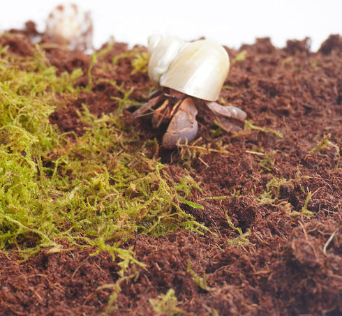 Begeterday 3PCS, 2PCS 15oz 1PCS 3.5oz Hermit Crab Accessories Include Coco Coir Brick, Moisture-Retaining Substrate