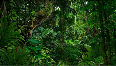 Tropical Rainforest Aquarium Background Psychedelic Forest Terrarium Background with Old Trees, Woodland Reptile