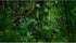 Tropical Rainforest Aquarium Background Psychedelic Forest Terrarium Background with Old Trees, Woodland Reptile