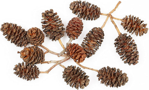 Nature Aquascapes Alder Cones for Shrimps and Fish, 0.5-1.0 inch in Size, Promotes Natural