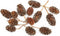 Nature Aquascapes Alder Cones for Shrimps and Fish, 0.5-1.0 inch in Size, Promotes Natural