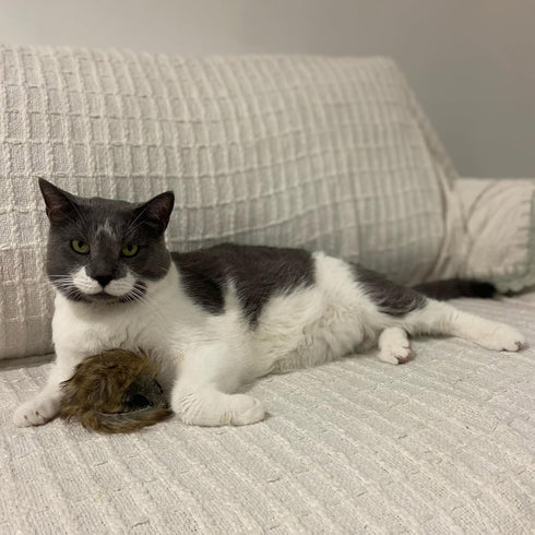 SPOT 8.5in, 1 Shaggy Plush Giant Mouse - Cat Toy, Fuzzy Mice with Catnip and Rattle Toy for Indoor Cats and Kittens
