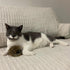 SPOT 8.5in, 1 Shaggy Plush Giant Mouse - Cat Toy, Fuzzy Mice with Catnip and Rattle Toy for Indoor Cats and Kittens