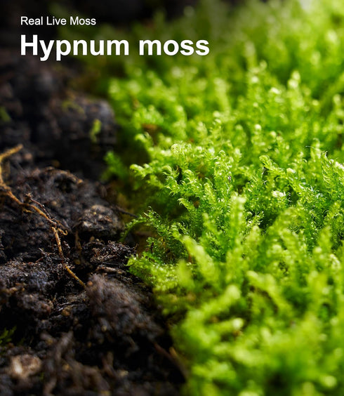 Pack 2 Live Moss Duo Types of Real Live Sheet/Sphagnum Moss for Terrariums, Terrarium Mosses Landscaping, Reptile Tank