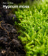 Pack 2 Live Moss Duo Types of Real Live Sheet/Sphagnum Moss for Terrariums, Terrarium Mosses Landscaping, Reptile Tank