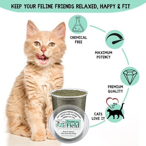 from The Field Fine Ground Stalkless Catnip, Premium USA-Grown, 6 oz Resealable Tub, Non-Toxic