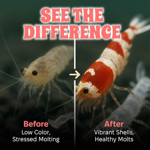 100% 2 oz Snout and Shell Bee Pollen Nuggets for Shrimp Tanks Natural Shrimp Superfood Supplement Boosts Color, Molting