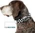 Buckle-Down Seatbelt Buckle Dog Collar, Checker Black/White, 1" Wide, Fits 15-26" Neck, Large