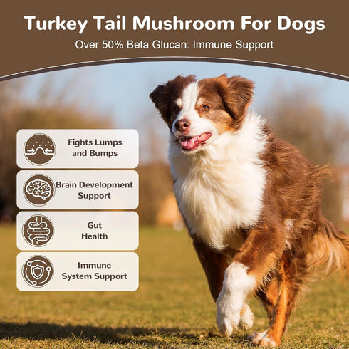 10 50% Immune 36g Turkey Tail Mushroom for Dogs, Organic Mushroom Blend for Lipoma Lumps and Bumps, Probiotic Mushroom