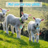 5 Pack Reflective Goat Collars with Bells, Adjustable Nylon Collar Set for Small Farm Animals, Loud Bronze Bell for