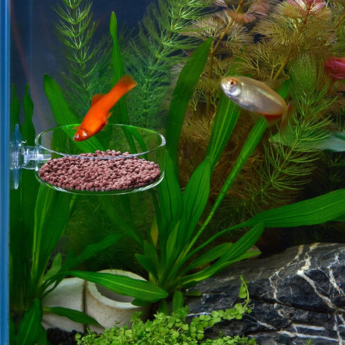 WEAVERBIRD 60mm Aquarium Shrimp Feeder Dish - Suction Glass Fish Tank Feeding Bowls, Round Clear Dishes