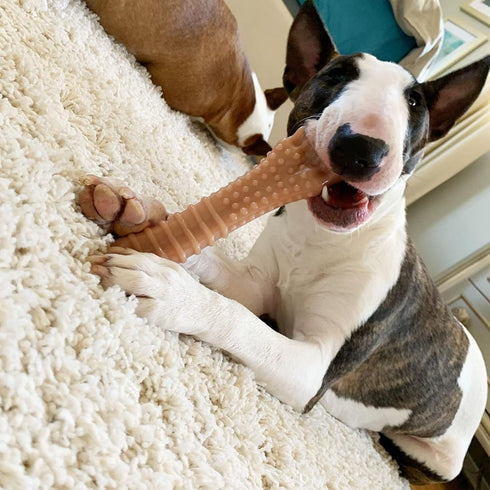 Nylabone Textured Knuckle Bone Power Chew Toy for Dogs, X-Large, Bacon Flavor, 1 Count