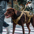 Service Dog Patch, "Not All Disabilities are Visible" Embroidery for Harness Vest