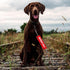 Adopt Me/I'm A Foster Dog Leash Sleeve 2 Set - Includes Red and Black Sleeves for Dog Owner Gift